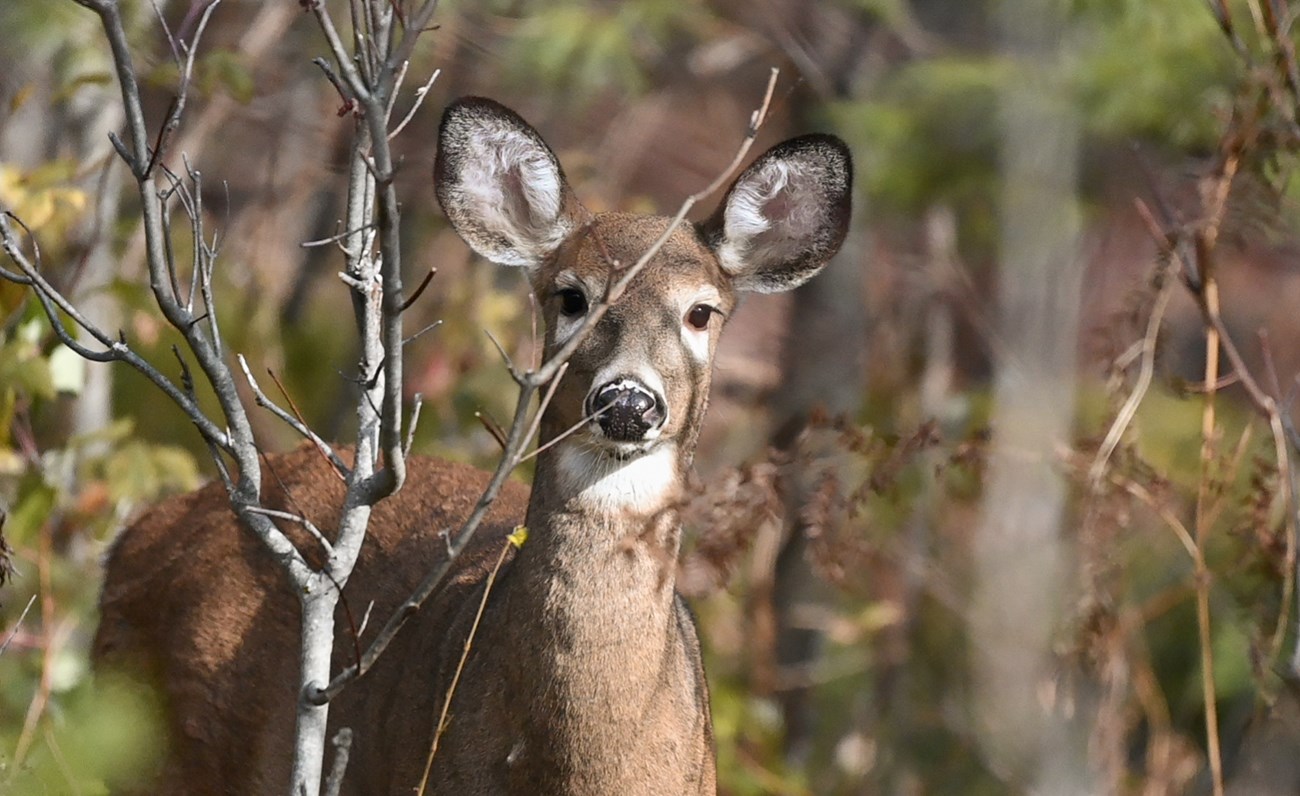 A deer watches the photographer through sticks. The deer is brown and has large ears that stick out, a small black nose, and large eyes.