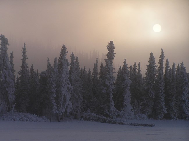 A boreal forest filled with evergreen trees covered in white snow on a foggy day.