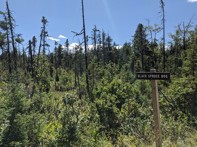 Spruce trees grow in a bog