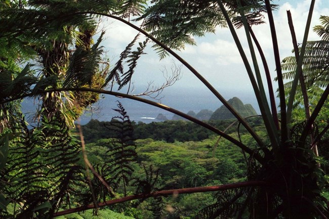 A view of islands from a rainforest at the National Park of the American Samoa.