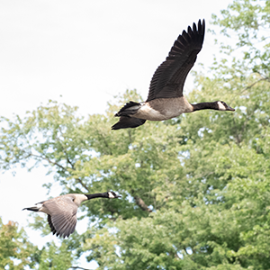 Geese fly over a waterway in the monument. Two Canada geese fly over a waterway in the monument.