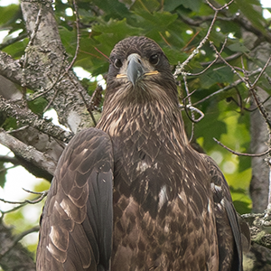 A juvenile bald eagle A juvenile bald eagle sits over the East Branch of the Penobscot River.
