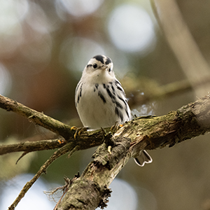 Warbler watches from branch. Black and White Warbler sits on a branch.