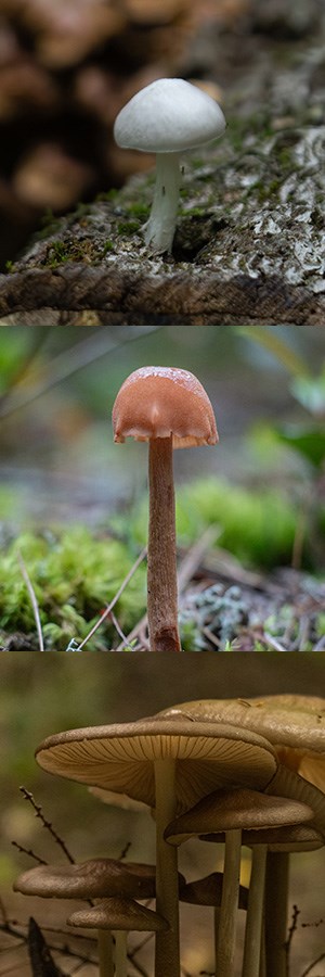 Three mushrooms in one vertical image.