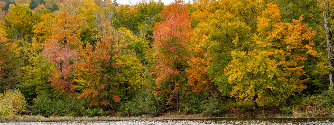 A forest dense with orange, red, and golden leaves next to a river.