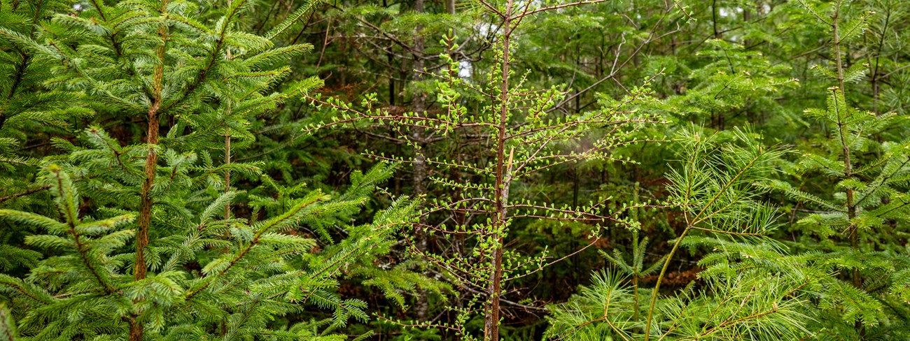 A close up image of a dense area of conifers in the forest. There are different pine species, all with green needle-like leaves.