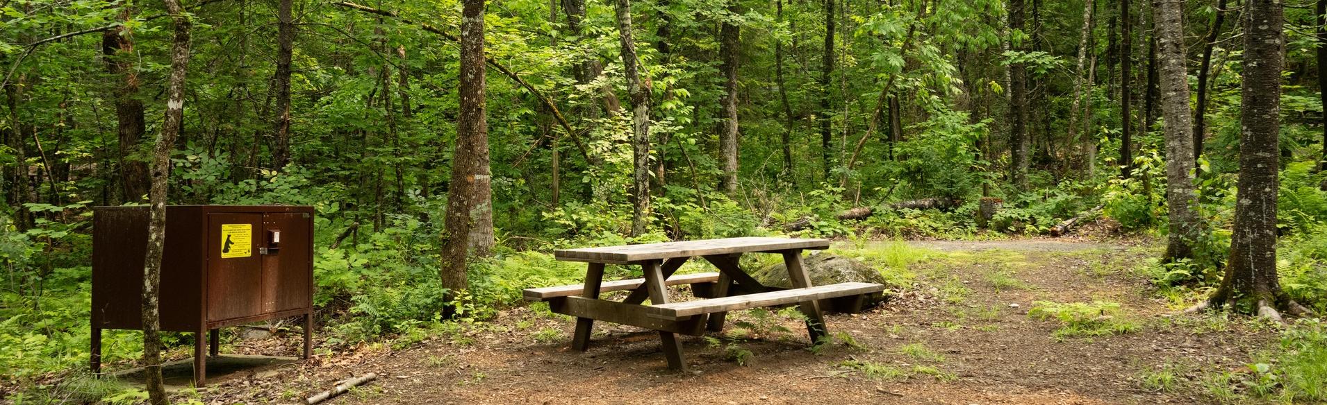 A picnic table and bear box in a mulchy campsite, surrounded by trees.