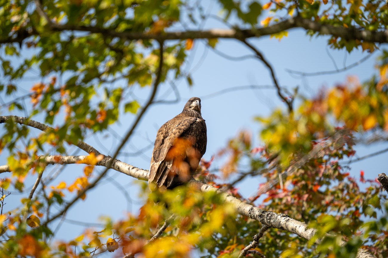 A juvenile bald eagle with brown plumage sits on a large branch of a tree. It is a sunny afternoon with blue skies.