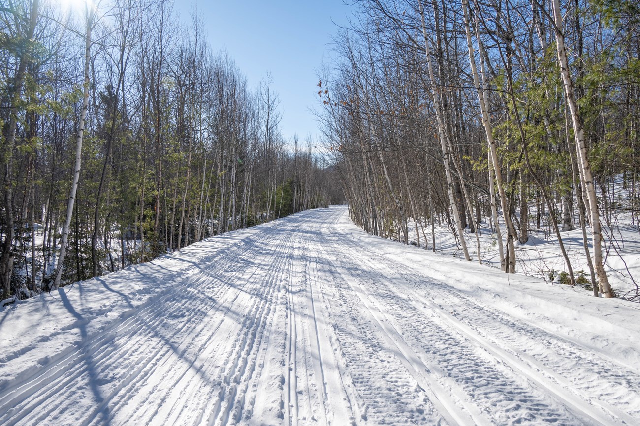 A wide snowy trail in the woods with packed snow and cross country ski tracks. A clear blue sky and sunny day.