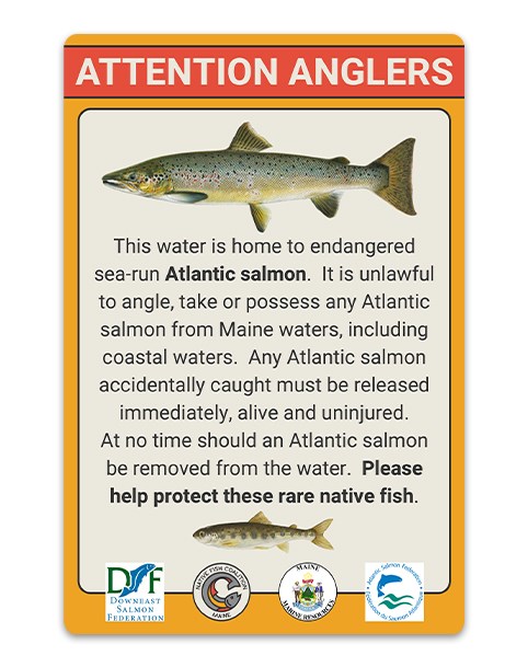 Maine State graphic sign calling attention to anglers. It is unlawful to angle, take or possess any Atlantic salmon from Maine waters, including coastal waters.