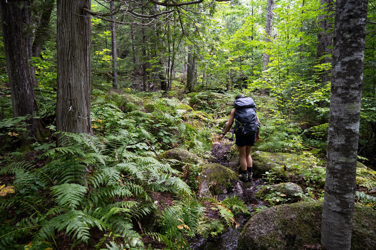 A hiker with a dark grey backpack, navy shorts and tank top walls across moss covered rocks in a stream. She is surrounded by forest foliage of pine trees, ferns, and other low plants.
