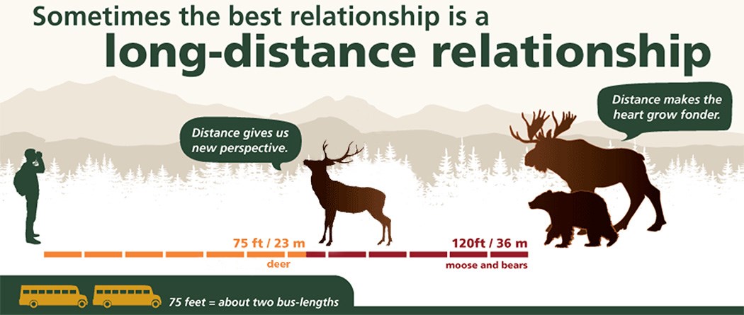 An infographic illustrating the proper viewing distance for wildlife. Deer are shown 75ft (or two bus lengths) from a wildlife observer. Bear and moose are shown 120 ft away.