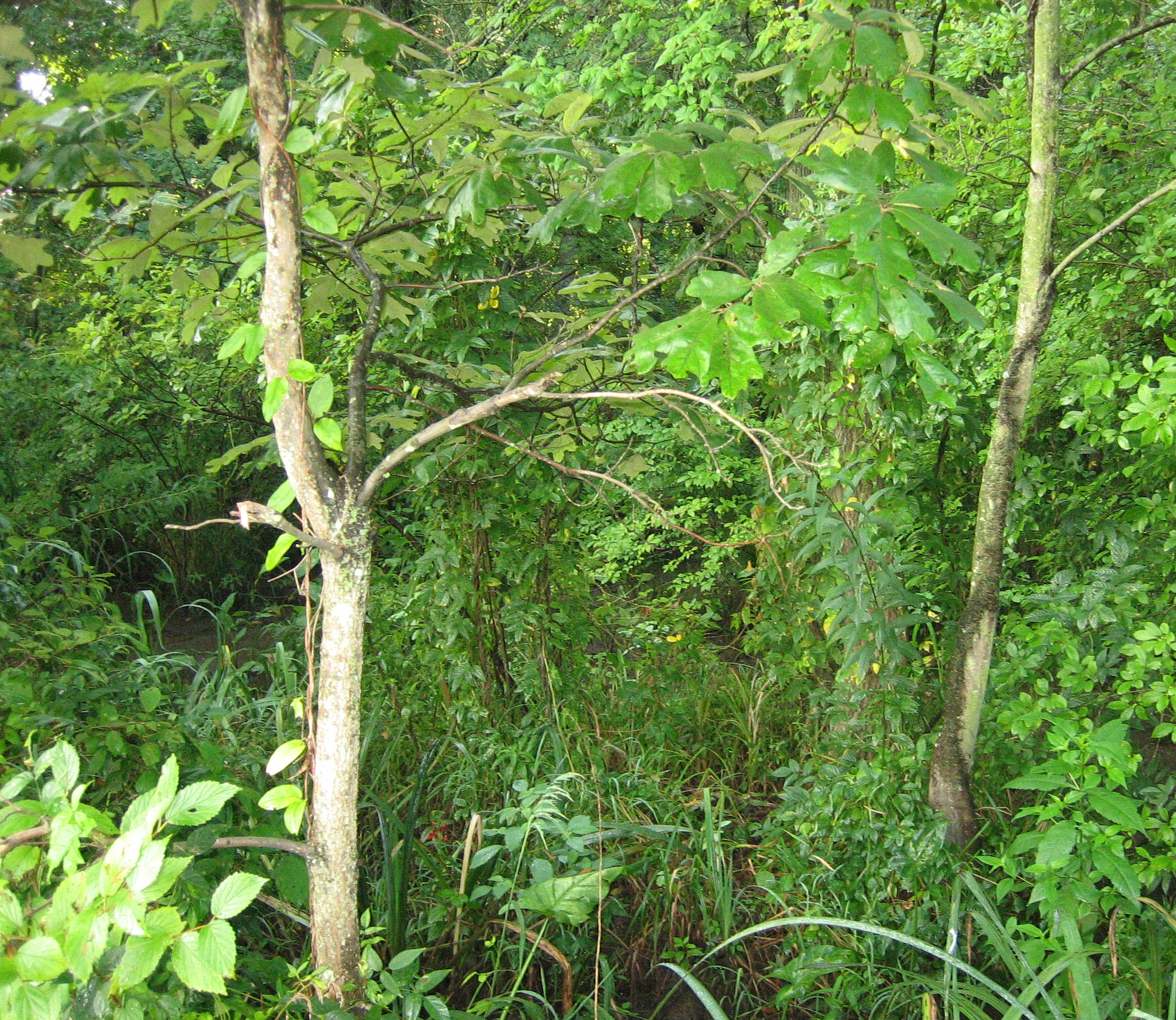 A swamp is where there is some water but dry enough for trees to grow.