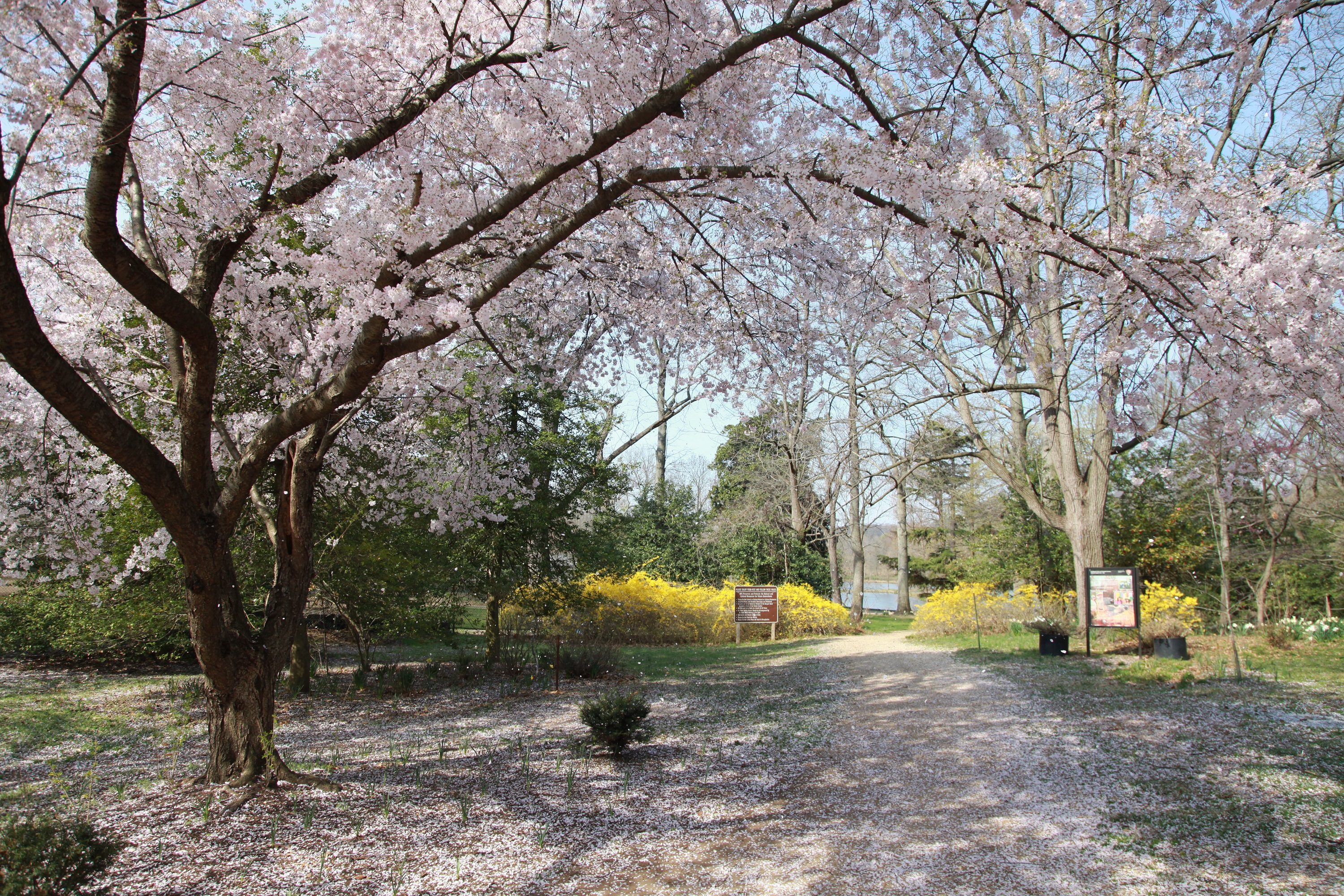 Cherry blossom blooms at the entrance of the aquatic gardens.