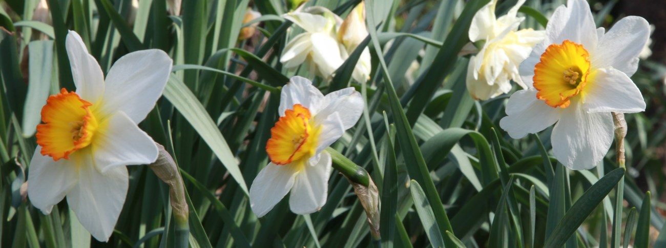 Spring Flowers