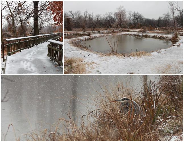 Winter Kenilworth Park & Aquatic Gardens (U.S. National Park Service)