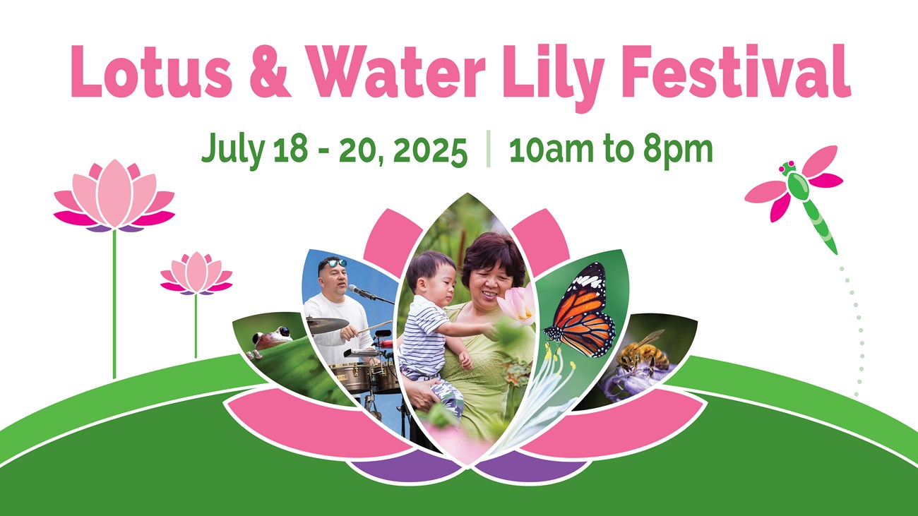A promotional banner for the Lotus & Water Lily Festival, held July 18–20, 2025, from 10 AM to 8 PM. The design features illustrated pink lotus flowers, a green lily pad, and a dragonfly. At the center, a large lotus flower is composed of photo-petals.