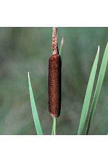 summer cattail head summer cattail head