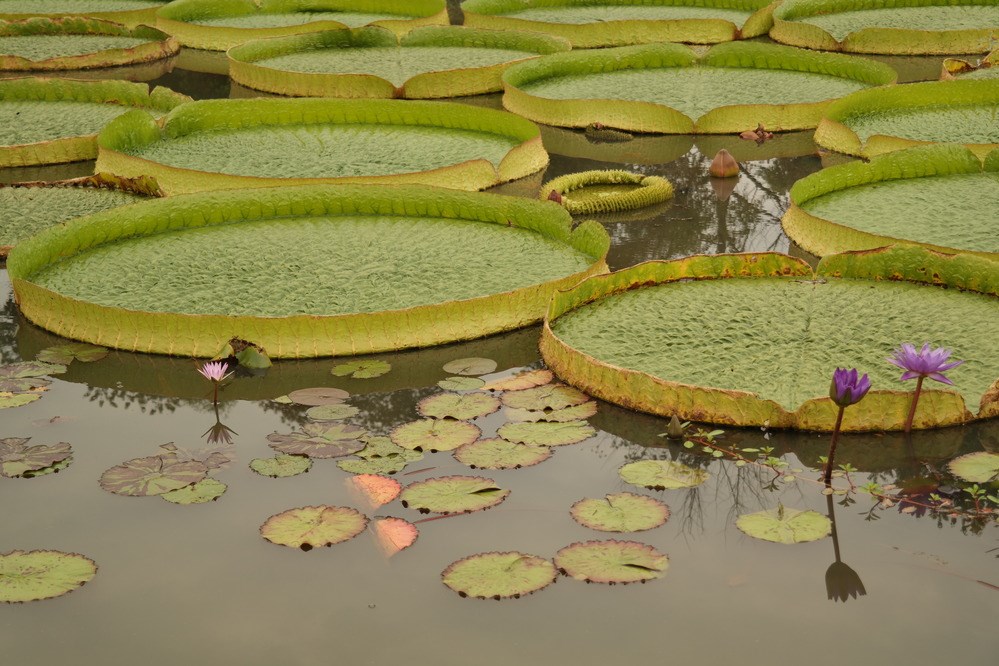 victoria water lilies