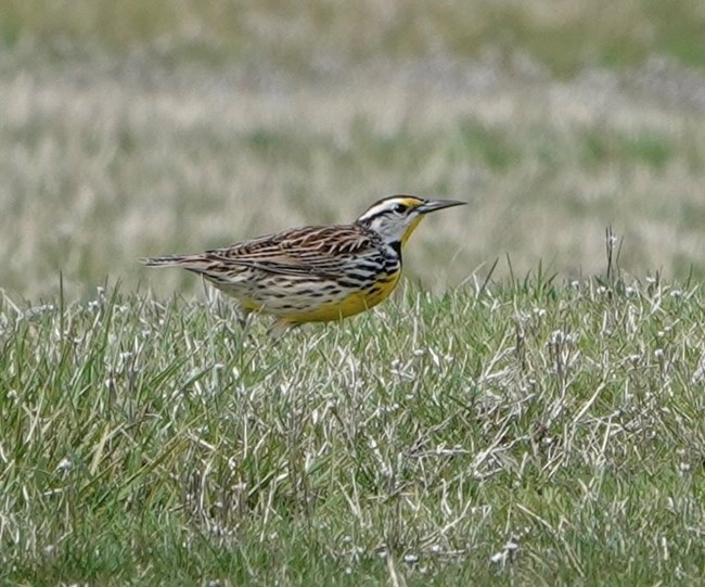 Eastern Meadowlark KEAQ