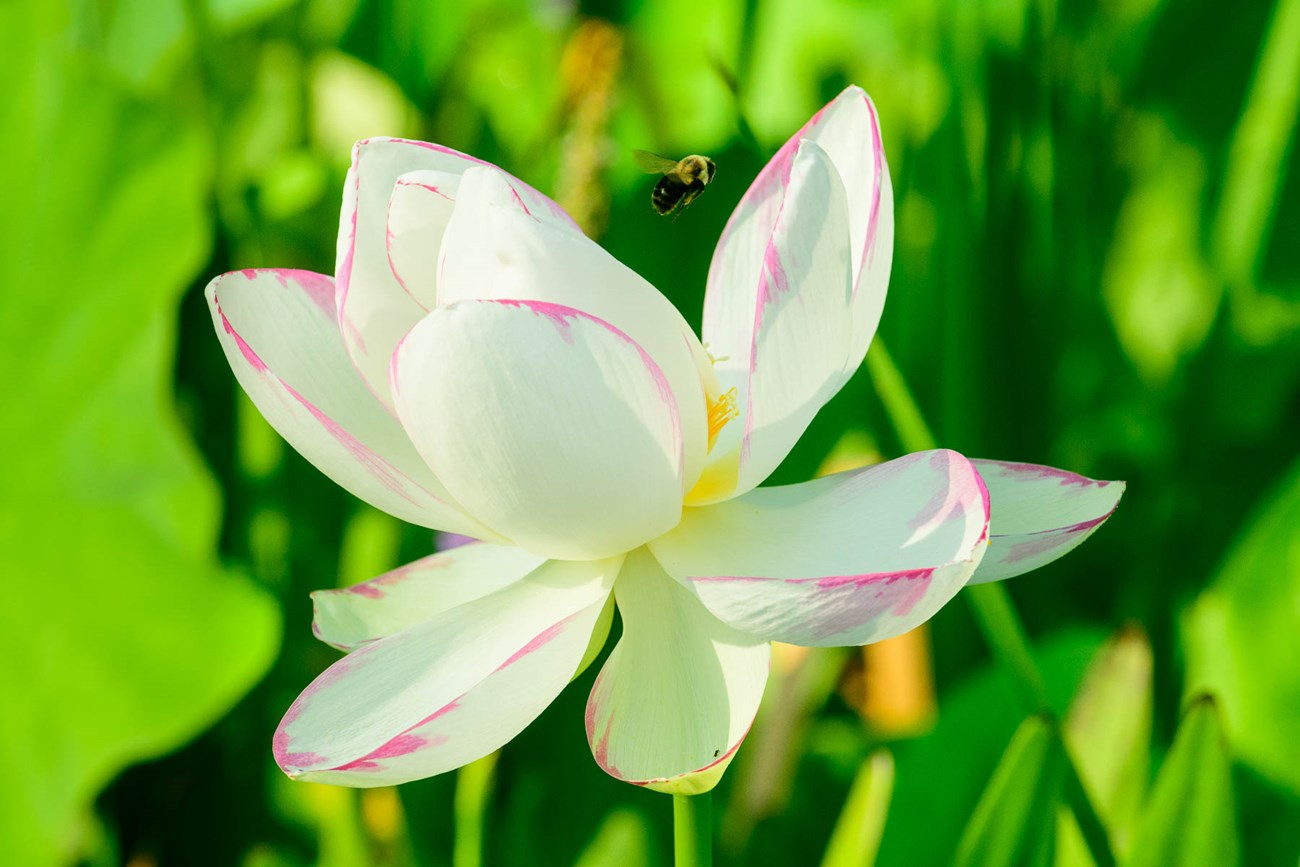 Empress Lotus