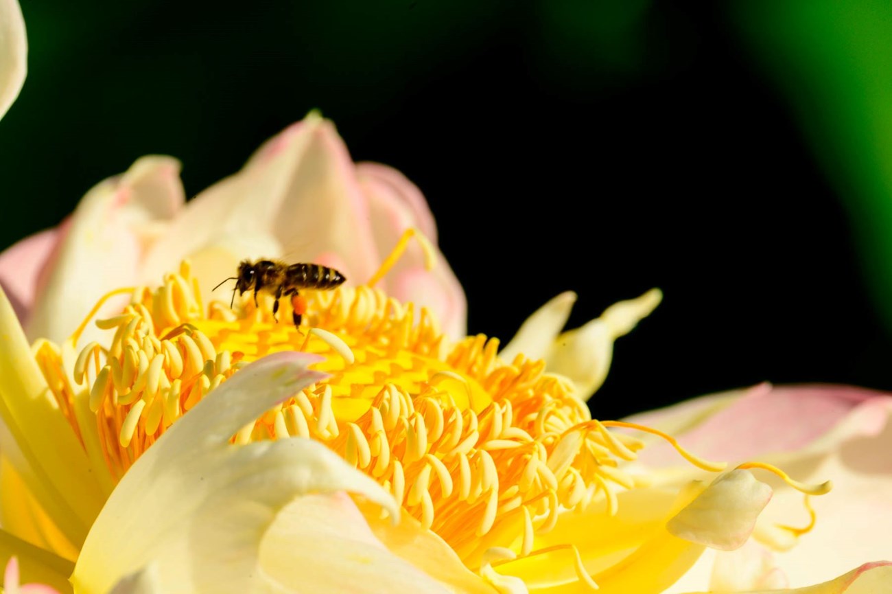 Bee in flower