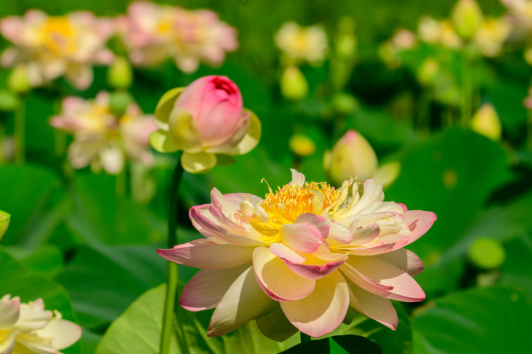 Lotus Kenilworth Park & Aquatic Gardens (U.S. National Park Service)
