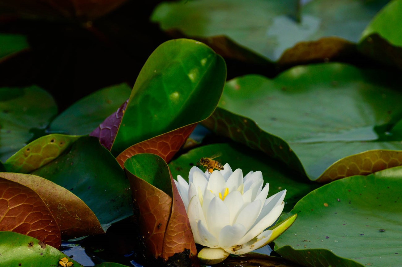 hardy white water lily