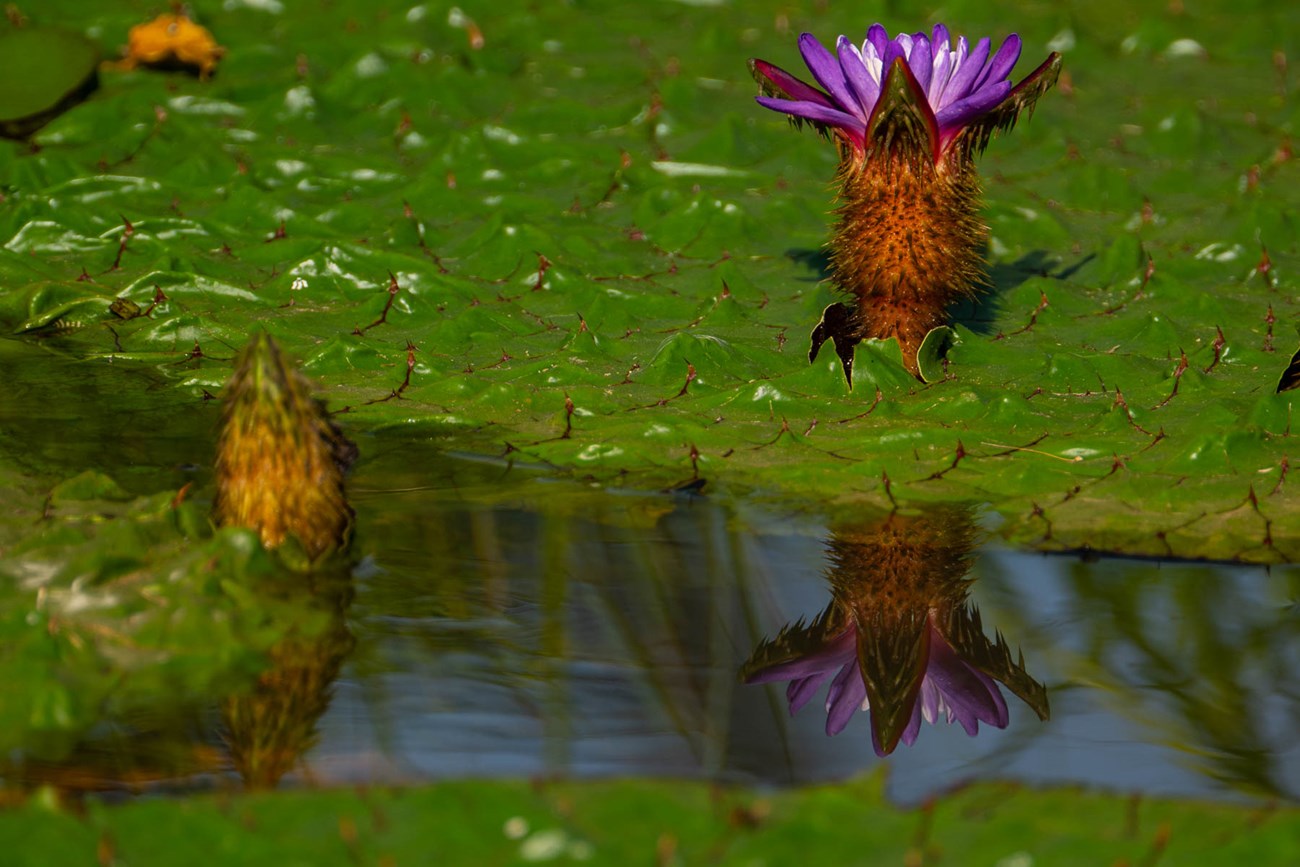 purple flower and prickly lily pad