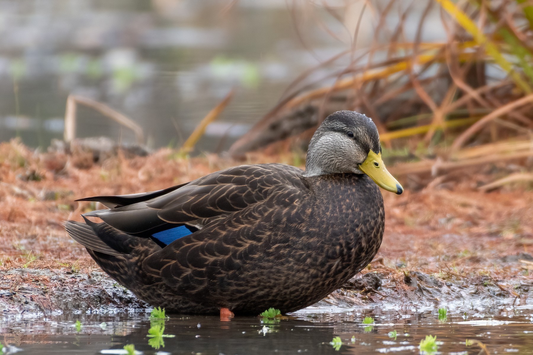 Ducks, Geese, and Swans - Kenilworth Park & Aquatic Gardens (U.S. National Park Service)