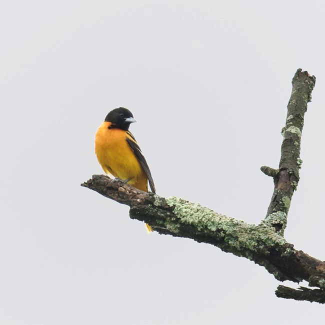 Baltimore Oriole