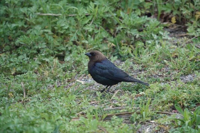 Brown-headed Cowbird KEAQ