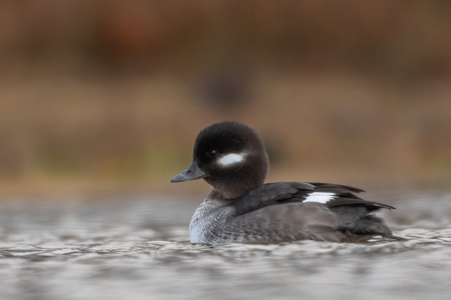 Bufflehead