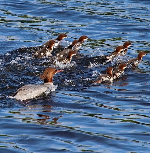 Common Merganser NPS
