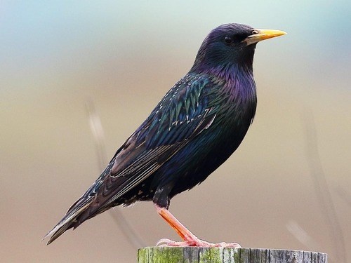 European Starling