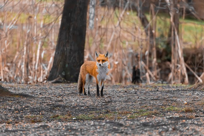 Fox picture