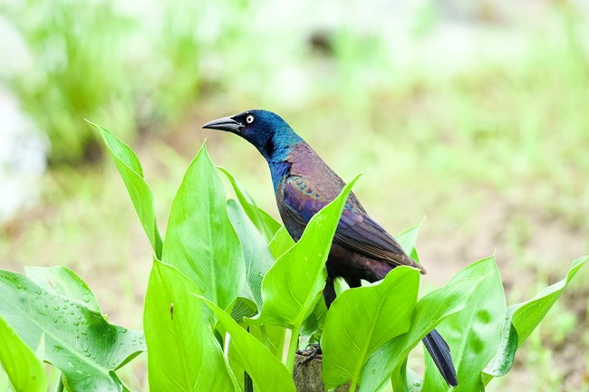 Common Grackle