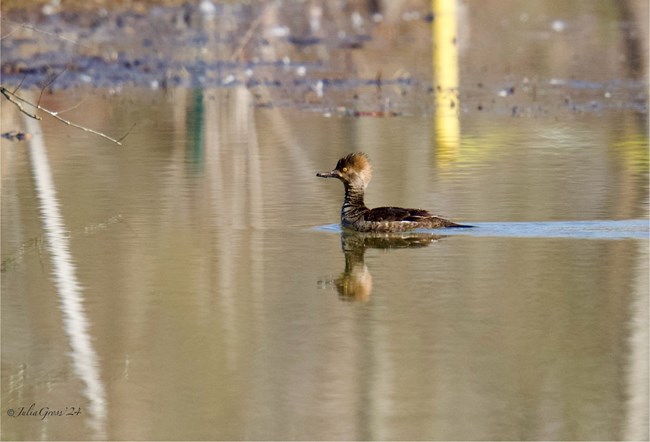 Hooded Merganser