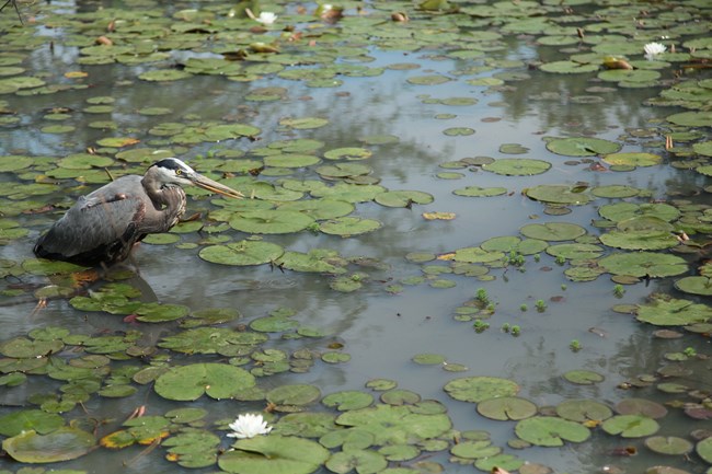 Blue Heron