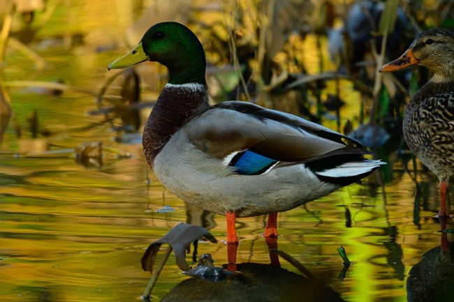 Male Mallard