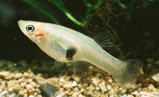 Sippli Fish Fish - Kenilworth Park & Aquatic Gardens (U.S. National Park Service)