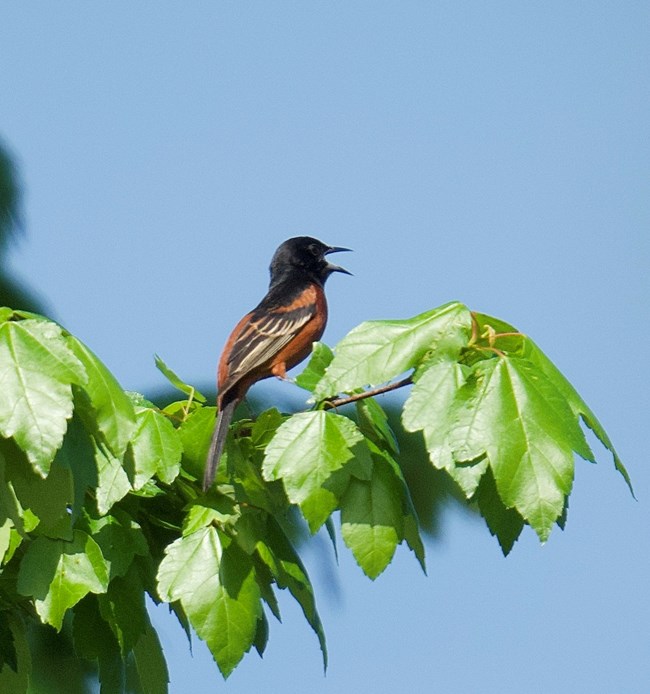 Orchard Oriole