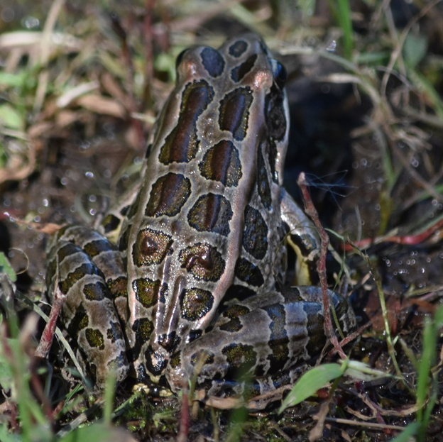 Pickerel Frog