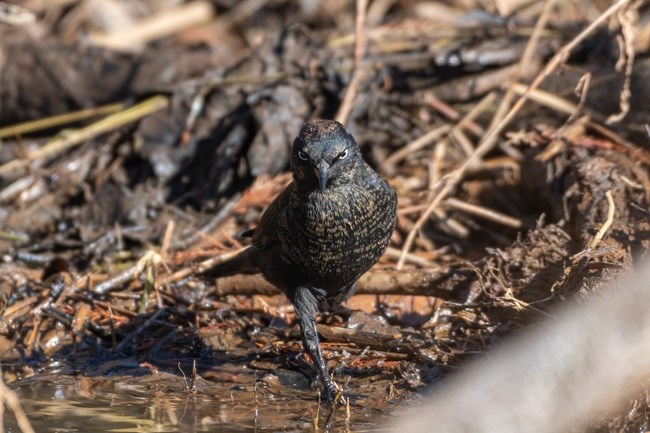Rusty Blackbird