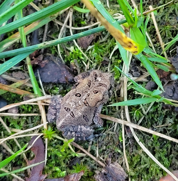 american toad