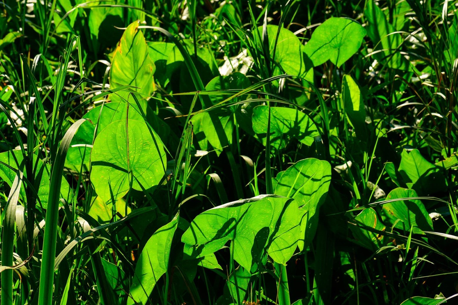 Freshwater Plants - Kenilworth Park & Aquatic Gardens (U.S. National Park  Service)