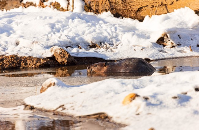 beaver picture Eric Trefney
