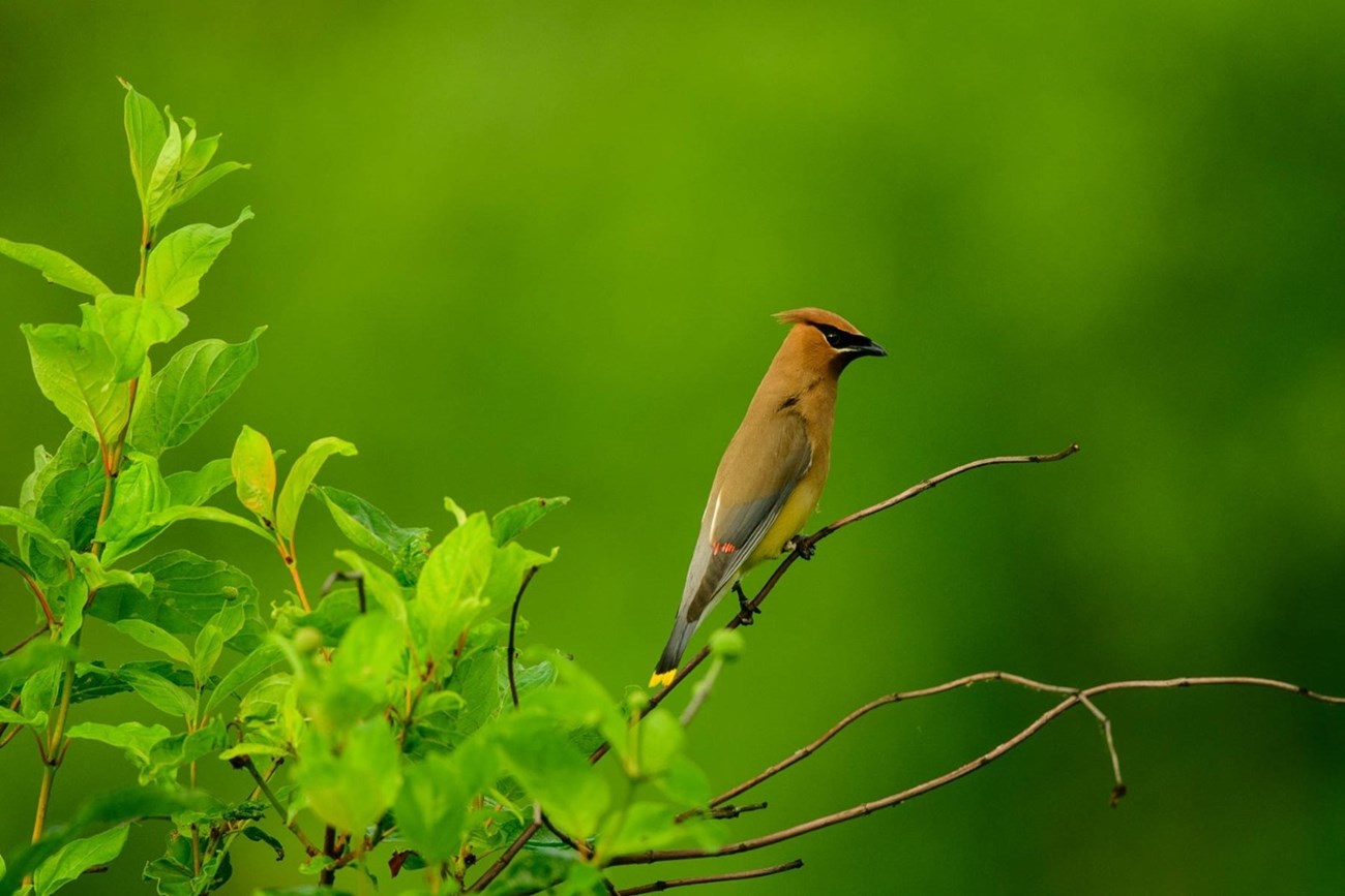 Cedar Waxwing on a branch