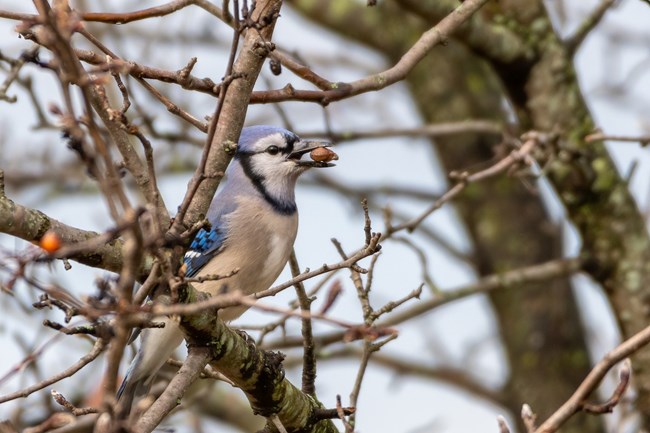 blue Jay