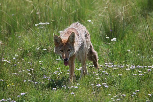 cayote picture